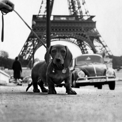 Dachshund in Paris